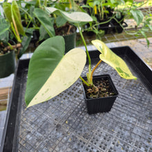 Load image into Gallery viewer, Philodendron Ilsemanii, Exact Plant Variegated Ships Nationwide
