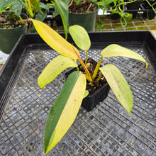Load image into Gallery viewer, Philodendron Whipple Way, Exact Plant Variegated Ships Nationwide
