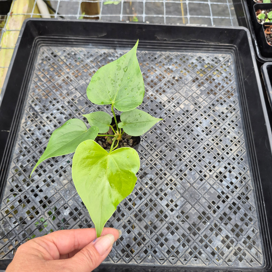 Anthurium Faustomirandae, Faustino'S Giant, Exact Plant Ships Nationwide