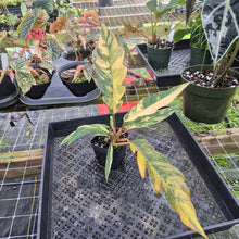 Load image into Gallery viewer, Philodendron Caramel Marble, Exact Plant Variegated Ships Nationwide
