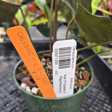 Load image into Gallery viewer, Anthurium Ace Of Spades X Papillilaminum, Exact Plant Ships Nationwide
