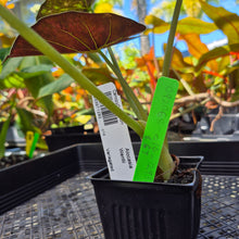 Load image into Gallery viewer, Alocasia Wentii, Exact Plant Variegated Ships Nationwide
