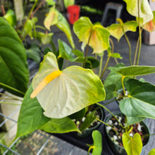 Load image into Gallery viewer, Anthurium White Obake 'Tropic Ice' 6" pot, Fedex 2day
