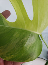 Load image into Gallery viewer, Monstera Borsigiana Aurea, Exact Plant Variegated
