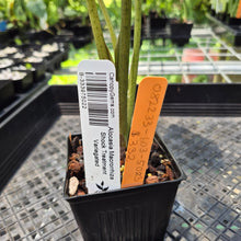 Load image into Gallery viewer, Alocasia Macrorrhiza Shock Treatment Variegated exact plant, Fedex 2day*
