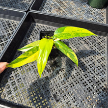 Load image into Gallery viewer, Philodendron Domesticum Variegated exact plant, Fedex 2day*
