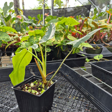 Load image into Gallery viewer, Philodendron Bernardopazii, Exact Plant Ships Nationwide
