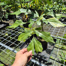 Load image into Gallery viewer, Fishtail Palm Variegated exact plant, Fedex 2day*

