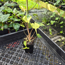 Load image into Gallery viewer, Alocasia Stingray, Exact Plant Ships Nationwide
