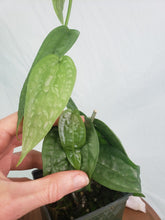 Load image into Gallery viewer, Anthurium Sp. Limon, Exact Plant 4 stem plant
