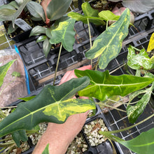 Load image into Gallery viewer, Alocasia Sarian aurea variegated 2.5" pot, Fedex 2day*
