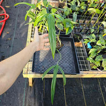 Load image into Gallery viewer, Philodendron Holtonianum, Exact Plant 4&#39;&#39; pot Ships Nationwide
