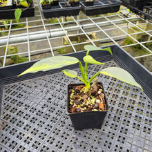 Load image into Gallery viewer, Philodendron Hastatum Silver Sword Variegated exact plant, Fedex 2day*
