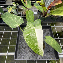 Load image into Gallery viewer, Philodendron Jose Buono Variegated exact plant, Fedex 2day
