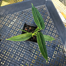 Load image into Gallery viewer, Anthurium Warocqueanum, Queen, Exact Plant Ships Nationwide
