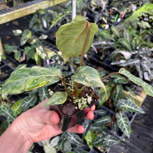 Load image into Gallery viewer, Philodendron Gloriosum Snow Leopard variegated 2.5" pot, FedEx 2day*

