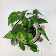 Load image into Gallery viewer, Epipremnum Pinnatum Tricolor Mint, Exact Plant Variegated multi pot of 6 Ships Nationwide
