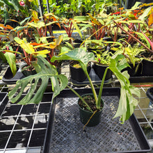 Load image into Gallery viewer, Monstera Borsigiana Albo Deliciosa, Exact Plant Variegated Ships Nationwide
