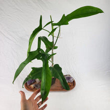 Load image into Gallery viewer, Philodendron Jerry Horne 6" pot, Fedex 2day
