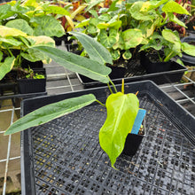 Load image into Gallery viewer, Philodendron Bernardopazii, Exact Plant Ships Nationwide
