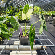 Load image into Gallery viewer, Alocasia Frydek, Exact Plant Variegated Ships Nationwide
