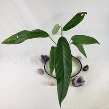 Load image into Gallery viewer, Anthurium Spectabile, Exact Plant Ships Nationwide
