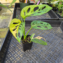 Load image into Gallery viewer, Monstera Adansonii Aurea, Exact Plant Variegated Ships Nationwide
