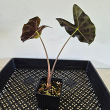 Load image into Gallery viewer, Alocasia 'Suhirmaniana' Black Satun Pink Bone exact plant, Fedex 2day*
