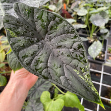 Load image into Gallery viewer, Alocasia Dragon Scale Mint, lower variegation 4" pot, Fedex 2day*
