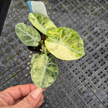 Load image into Gallery viewer, Alocasia Ninja, Exact Plant Variegated Ships Nationwide

