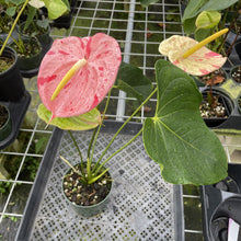 Load image into Gallery viewer, Anthurium Shibori Variegated exact plant, Fedex 2day*
