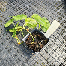 Load image into Gallery viewer, Philodendron Hederaceum, Heart Leaf, Exact Plant Variegated Ships Nationwide
