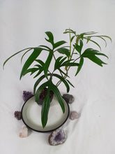 Load image into Gallery viewer, Philodendron Quercifolium, Exact Plant Ships Nationwide
