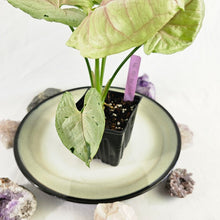 Load image into Gallery viewer, Syngonium Green Splash, Exact Plant Variegated Ships Nationwide
