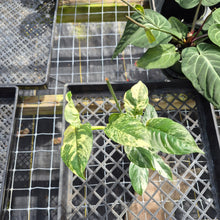 Load image into Gallery viewer, Rhaphidophora Puberula, Exact Plant Variegated Ships Nationwide
