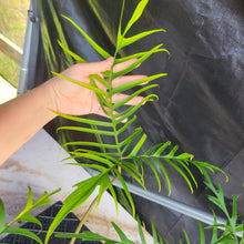 Load image into Gallery viewer, Philodendron Polypodioides, Exact Plant Ships Nationwide
