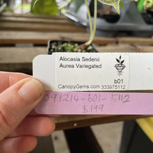 Load image into Gallery viewer, Alocasia Sedenii Aurea Variegated exact plant, Fedex 2day*
