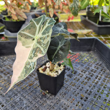 Load image into Gallery viewer, Alocasia polly snowflake variegated, Exact Plant Ships Nationwide.
