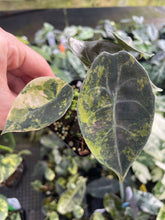 Load image into Gallery viewer, Alocasia Sedenii Aurea Variegated 2.5" pot, Fedex 2day*
