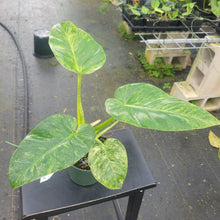 Load image into Gallery viewer, Philodendron Giganteum, Exact Plant Variegated Ships Nationwide
