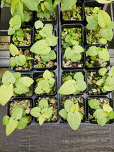 Load image into Gallery viewer, Anthurium Dark Phoenix Variegated 2.5" pot, Fedex 2day*
