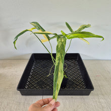 Load image into Gallery viewer, Philodendron Holtonianum Variegated exact plant, Fedex 2day*
