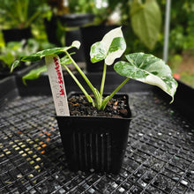 Load image into Gallery viewer, Alocasia Odora, Okinawa Silver, Exact Plant Variegated
