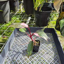 Load image into Gallery viewer, Philodendron Pink Princess, Exact Plant Variegated Ships Nationwide
