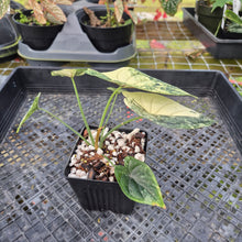 Load image into Gallery viewer, Alocasia dragon scale albo Exact Plant Ships Nationwide
