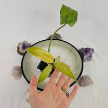 Load image into Gallery viewer, Philodendron Whipple Way, Exact Plant Variegated Ships Nationwide
