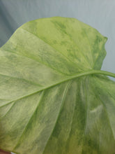 Load image into Gallery viewer, Gageana Aurea, Exact Plant, variegated Alocasia
