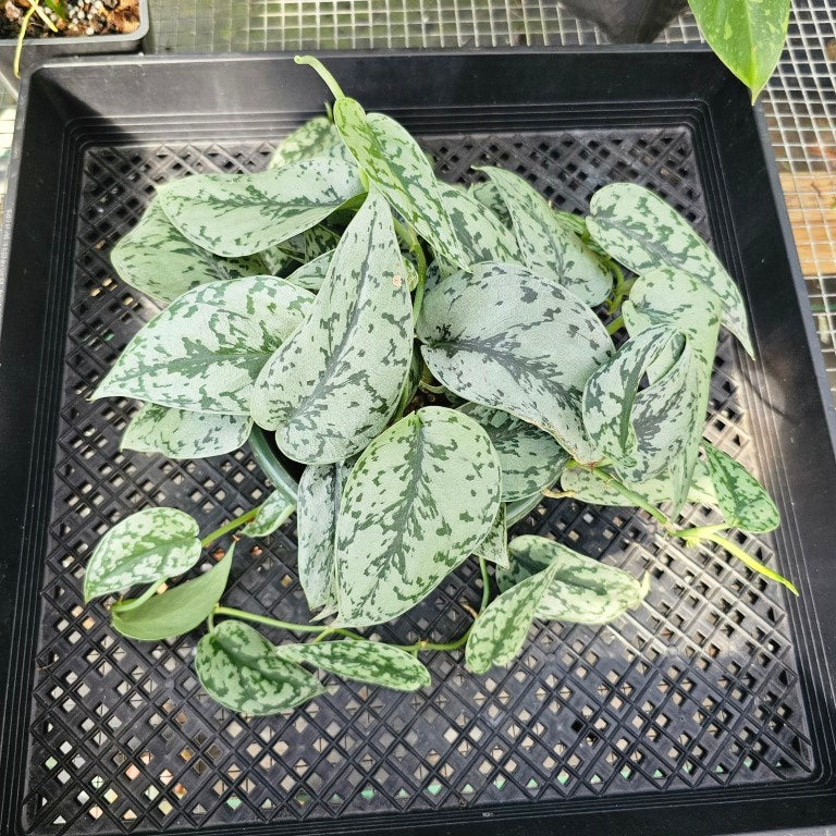 Scindapsus Silver Lady, Exact Plant Ships Nationwide