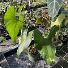 Load image into Gallery viewer, Anthurium Watermaliense exact plant, Fedex 2day
