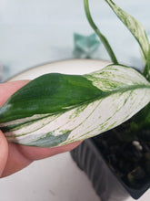 Load image into Gallery viewer, Spathiphylum jessica, Exact Plant, double plant, Variegated
